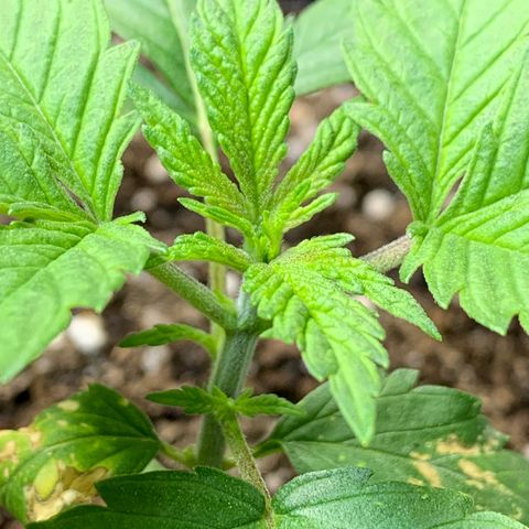 Retoños Gorilla  growlog timeline photo