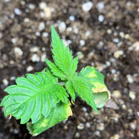 Retoños Gorilla  growlog photo: Mary Jane 
