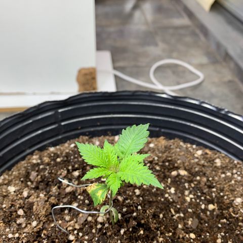 Retoños Gorilla  growlog timeline photo