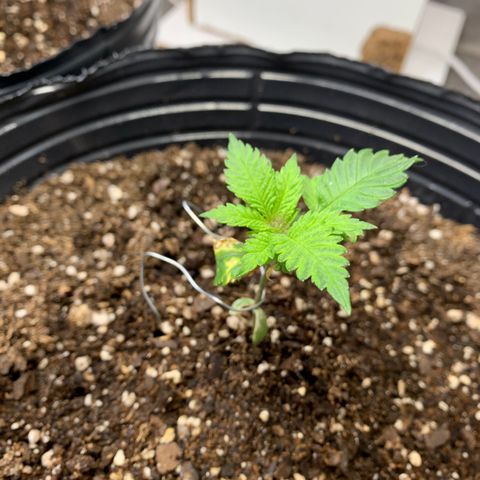 Retoños Gorilla  growlog timeline photo