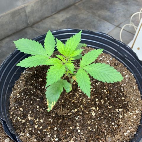 Retoños Gorilla  growlog timeline photo