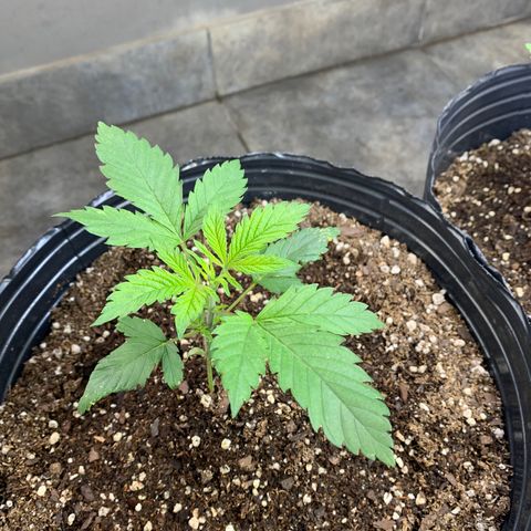 Retoños Gorilla  growlog timeline photo