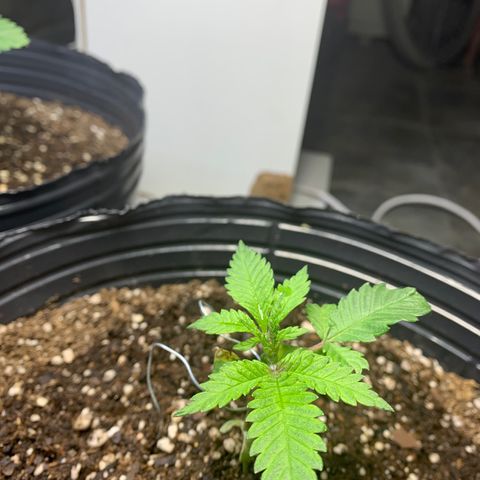 Retoños Gorilla  growlog photo: Mary Jane 