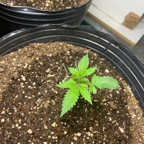 Retoños Gorilla  growlog photo: Mary Jane 