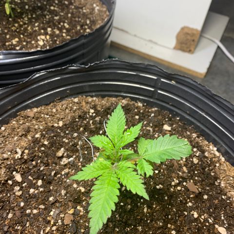 Retoños Gorilla  growlog photo: Mary Jane 