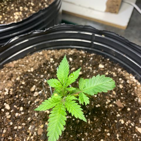 Retoños Gorilla  growlog photo: Mary Jane 
