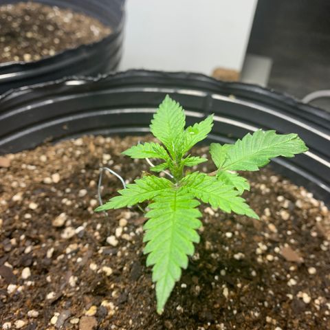 Retoños Gorilla  growlog photo: Mary Jane 