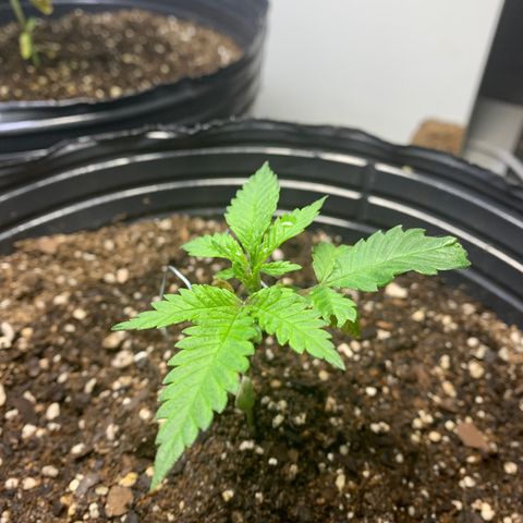 Retoños Gorilla  growlog photo: Mary Jane 