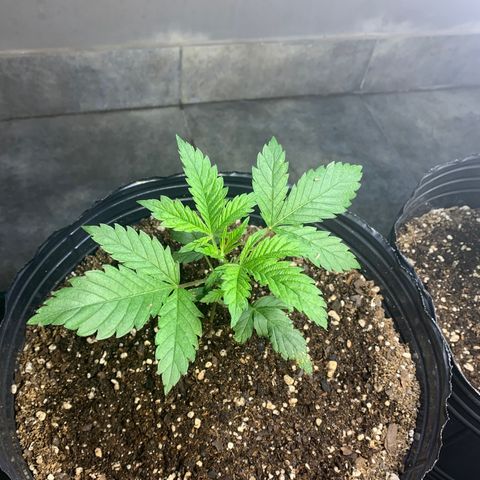 Retoños Gorilla  growlog photo: Appa 