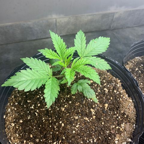 Retoños Gorilla  growlog photo: Appa 