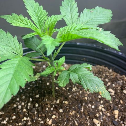Retoños Gorilla  growlog photo: Appa 