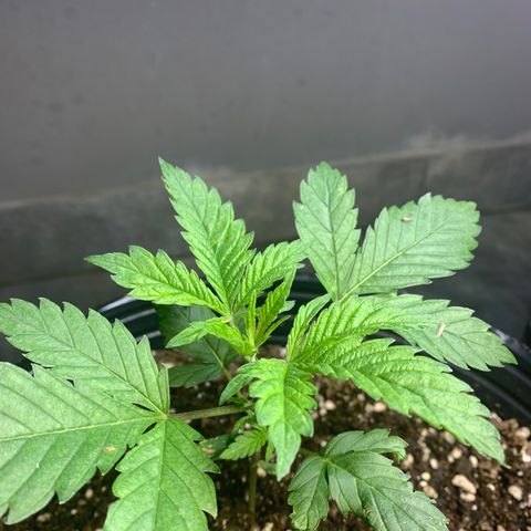 Retoños Gorilla  growlog photo: Appa 