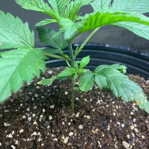 Retoños Gorilla  growlog photo: Appa 