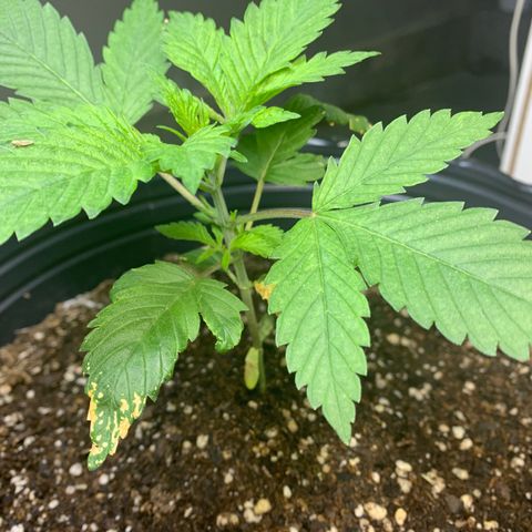 Retoños Gorilla  growlog photo: Haku 