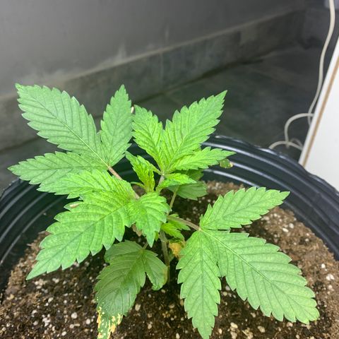 Retoños Gorilla  growlog photo: Haku 