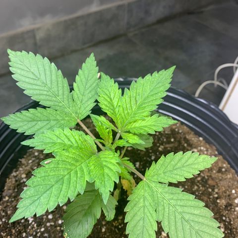 Retoños Gorilla  growlog photo: Haku 
