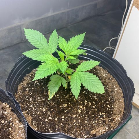 Retoños Gorilla  growlog photo: Haku 