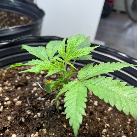 Retoños Gorilla  growlog photo: Mary Jane 