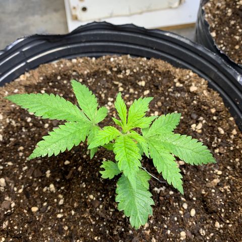 Retoños Gorilla  growlog photo: Mary Jane 