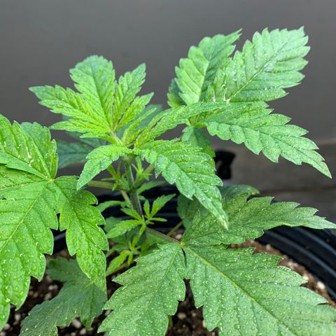 Retoños Gorilla  growlog photo: Appa 