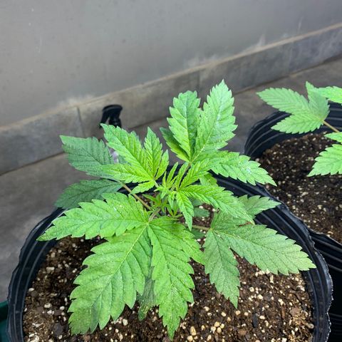 Retoños Gorilla  growlog photo: Appa 