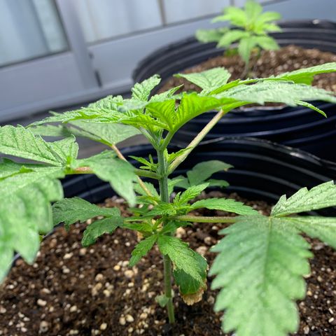 Retoños Gorilla  growlog photo: Haku 