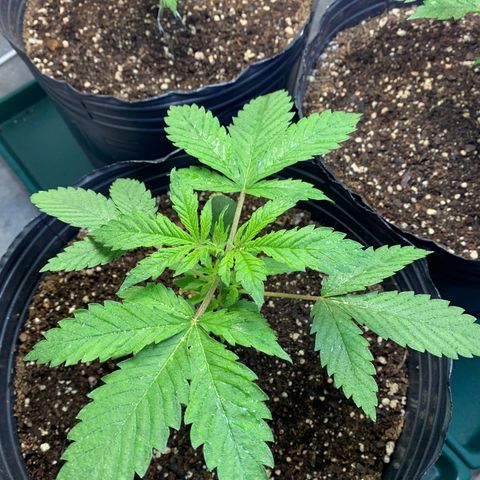 Retoños Gorilla  growlog photo: Haku 