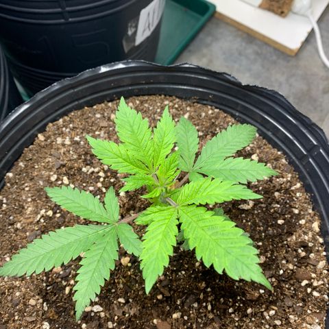 Retoños Gorilla  growlog photo: Mary Jane 
