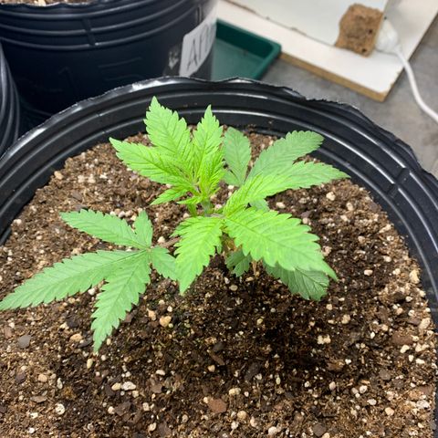 Retoños Gorilla  growlog photo: Mary Jane 
