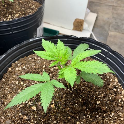 Retoños Gorilla  growlog photo: Mary Jane 