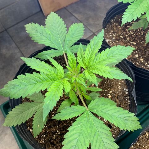 Retoños Gorilla  growlog photo: Appa 