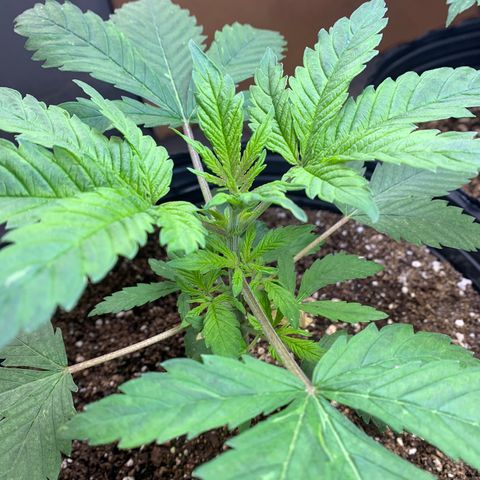 Retoños Gorilla  growlog photo: Appa 