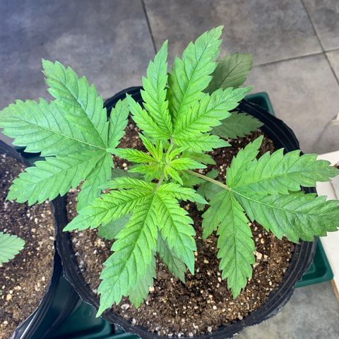 Retoños Gorilla  growlog photo: Haku 