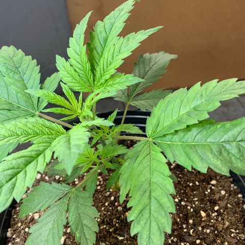 Retoños Gorilla  growlog photo: Haku 