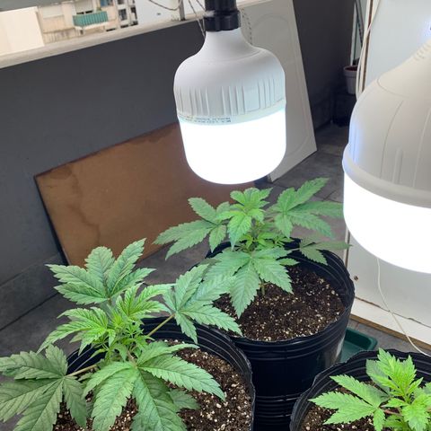 Retoños Gorilla  growlog timeline photo