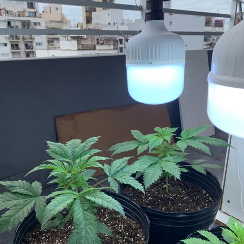 Retoños Gorilla  growlog timeline photo