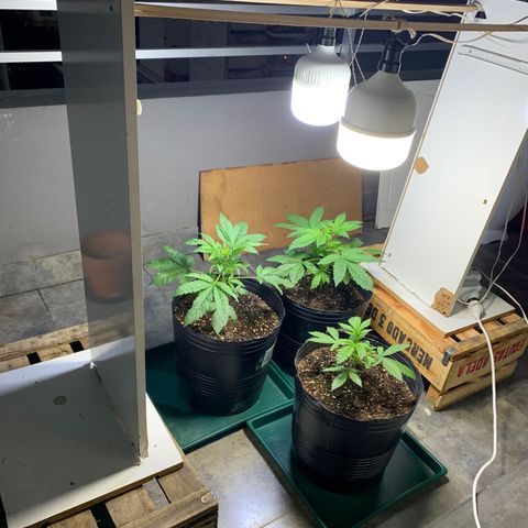 Retoños Gorilla  growlog timeline photo