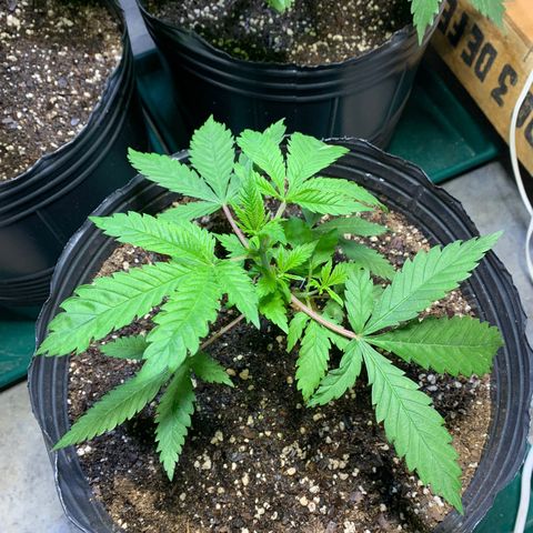 Retoños Gorilla  growlog photo: Mary Jane 