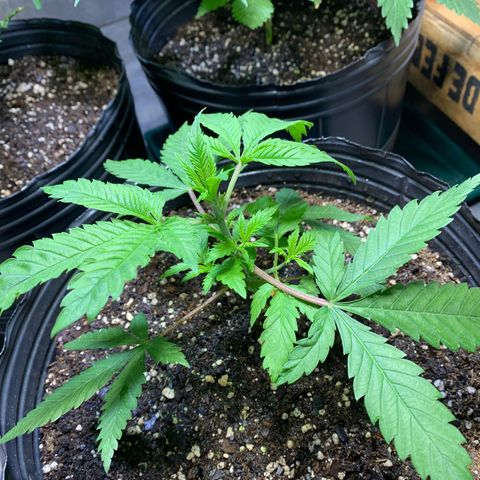 Retoños Gorilla  growlog photo: Mary Jane 