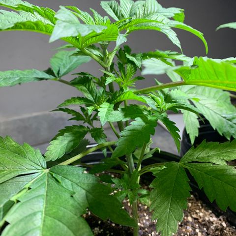 Retoños Gorilla  growlog photo: Appa 