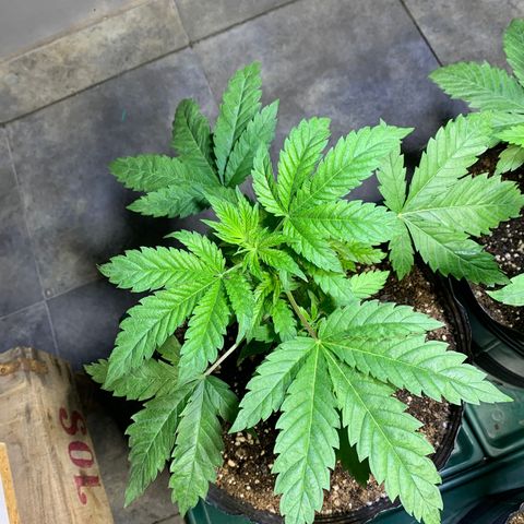 Retoños Gorilla  growlog photo: Appa 