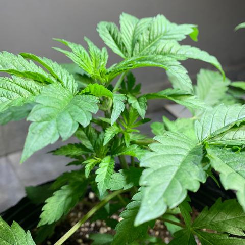 Retoños Gorilla  growlog photo: Appa 