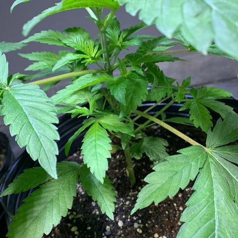Retoños Gorilla  growlog photo: Haku 