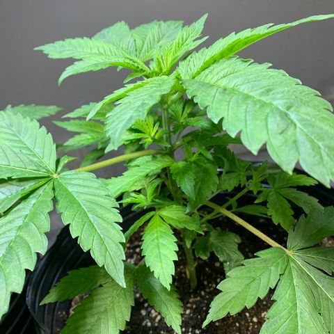 Retoños Gorilla  growlog photo: Haku 