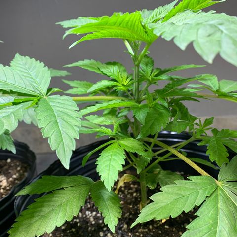 Retoños Gorilla  growlog photo: Haku 