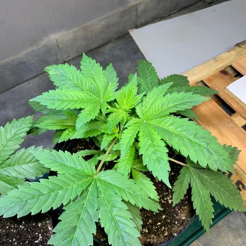 Retoños Gorilla  growlog photo: Haku 