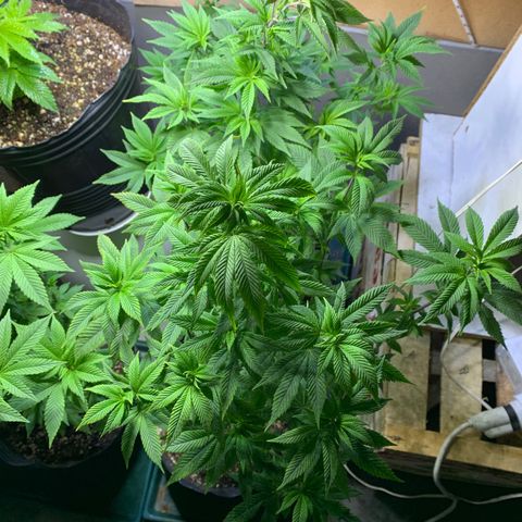 Retoños Gorilla  growlog timeline photo