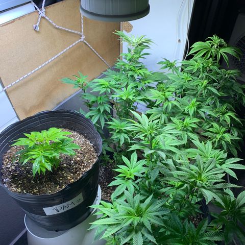 Retoños Gorilla  growlog timeline photo