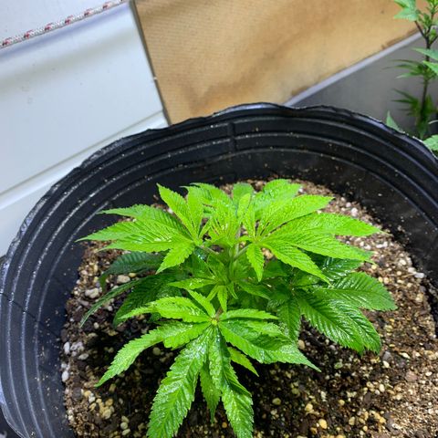 Retoños Gorilla  growlog timeline photo