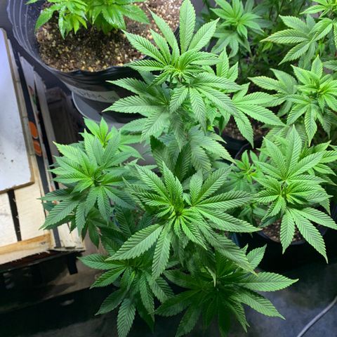 Retoños Gorilla  growlog timeline photo